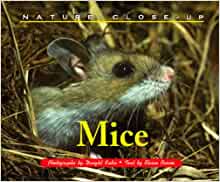 Nature Close-Up - Mice