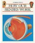 How Our Senses Work