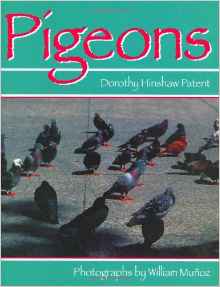 Pigeons