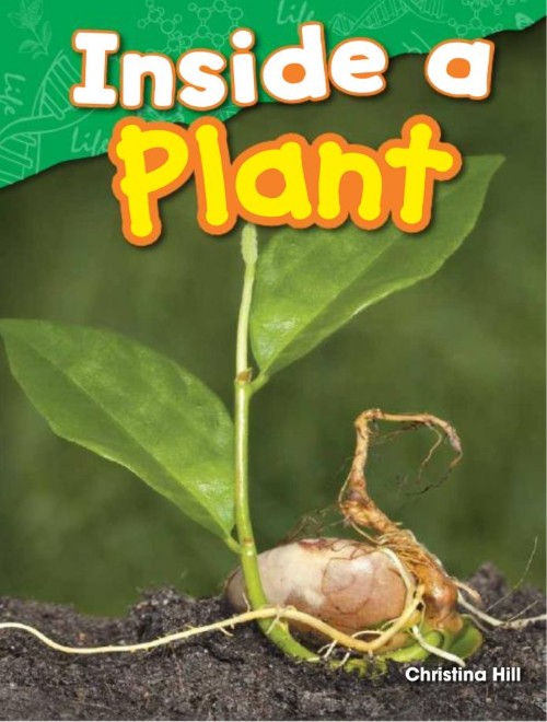 Inside a Plant