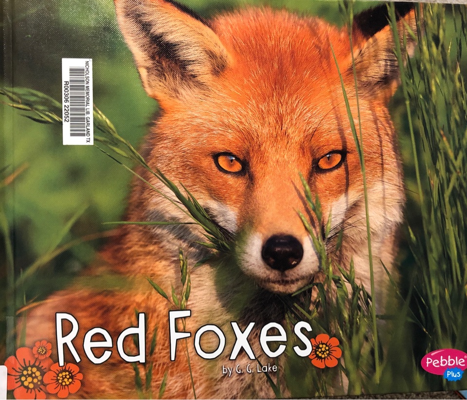 Red fox