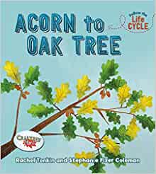 Acorn to Oak Tree (Follow the Life Cyc