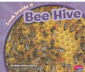 Look Inside a Bee Hive