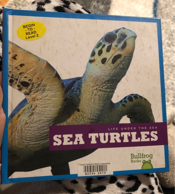 Life under the sea:sea turtles