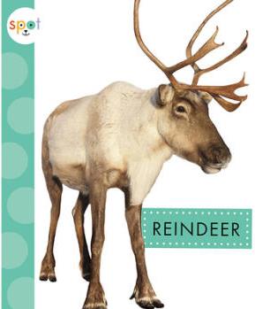 Reindeer