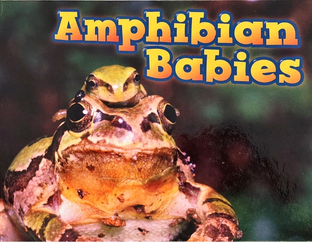 Amphibian Babies