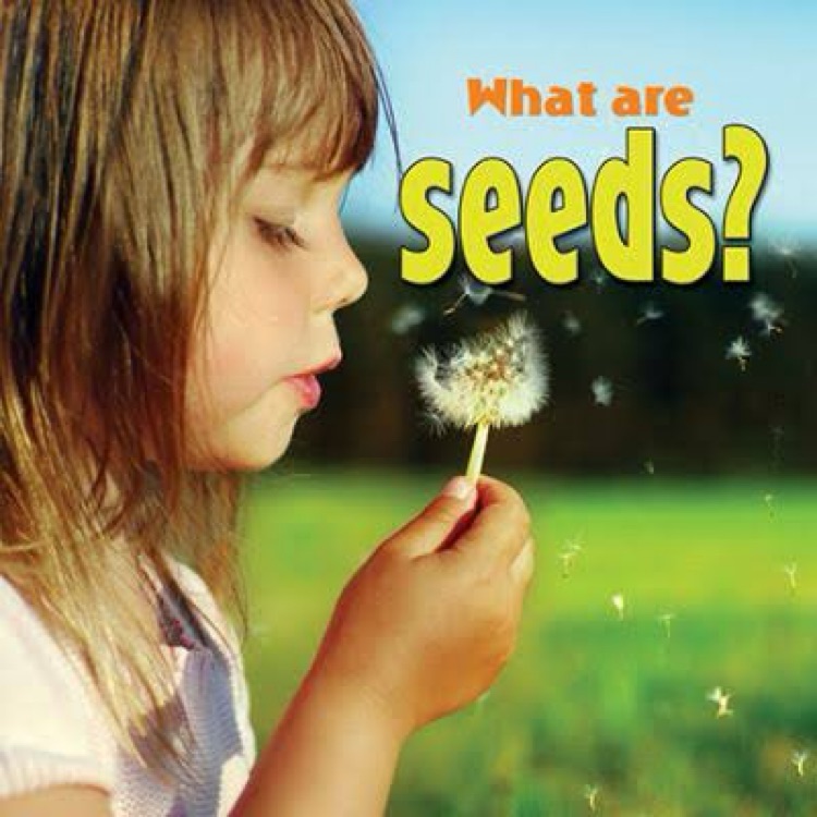 What are seeds