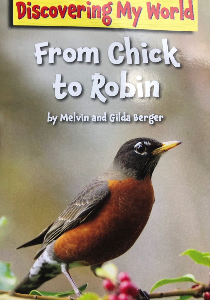 From chick to Robin