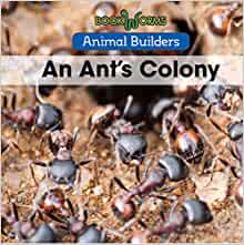 An Ant's Colony (Bookworms: Animal Bui