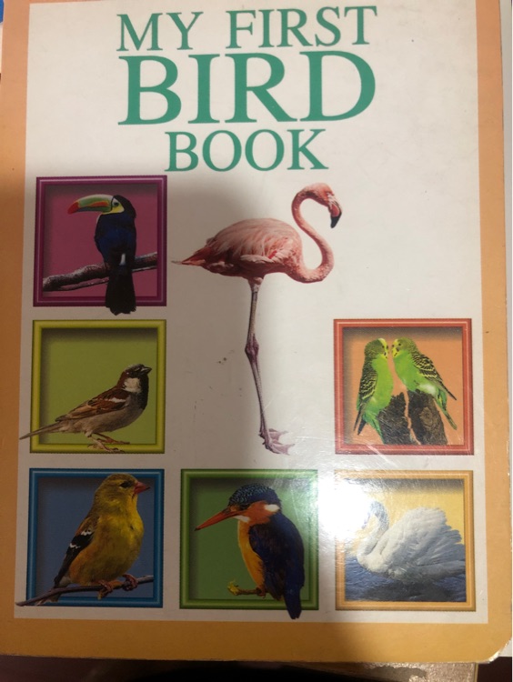 My First Bird Book