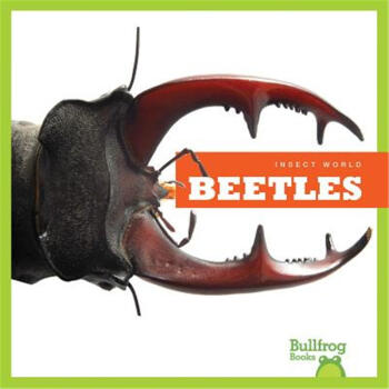 预售Beetles