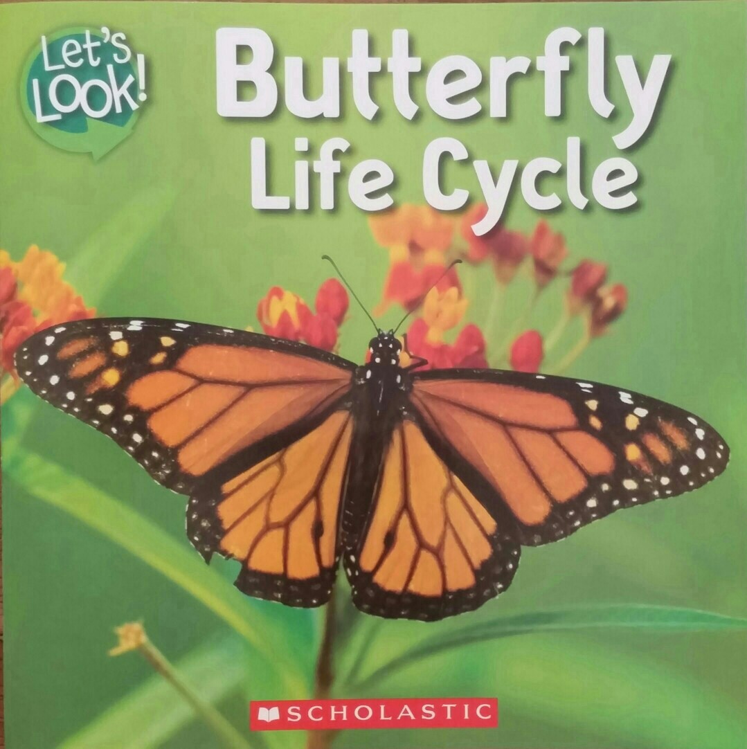 Butterfly Life Cycle