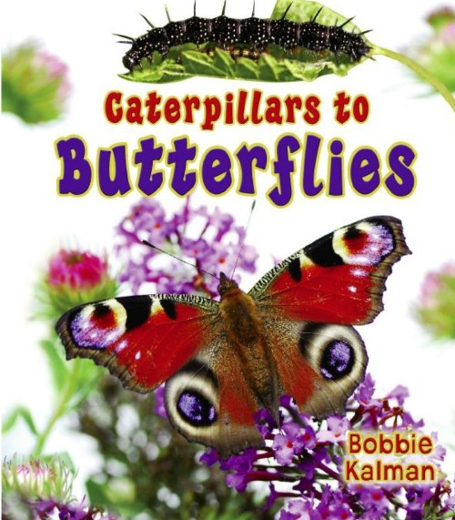 Caterpillars to Butterflies