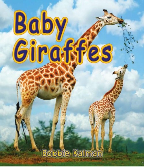 Baby Giraffes