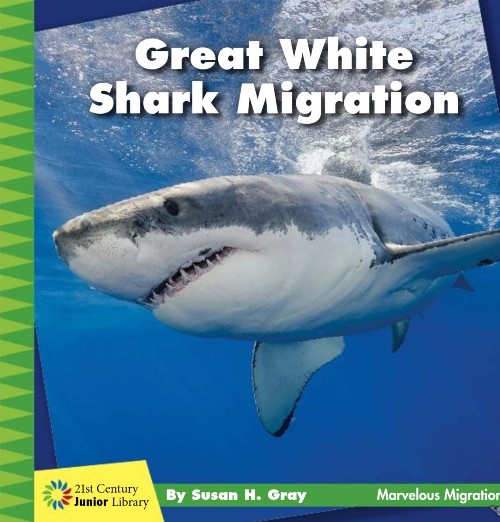 Great White Shark Migration