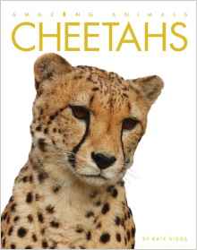 Amazing Animals: Cheetahs