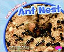 Look Inside an Ant Nest (Look Inside A