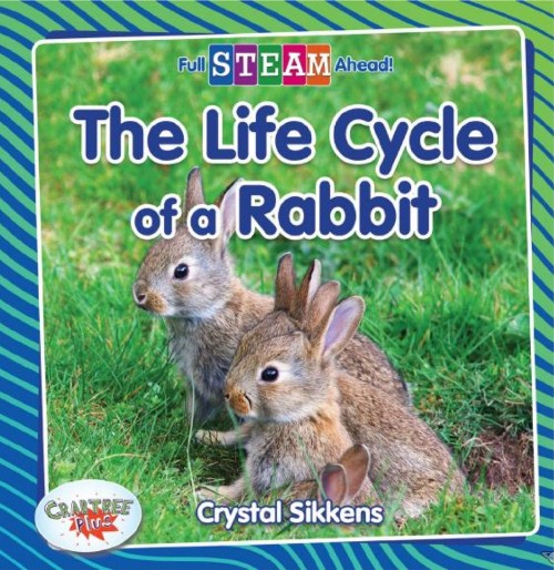 The Life Cycle of a Rabbit