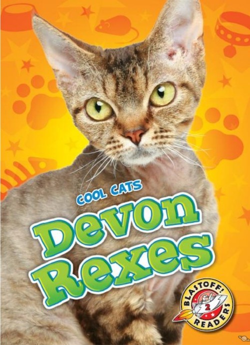 Devon Rexes